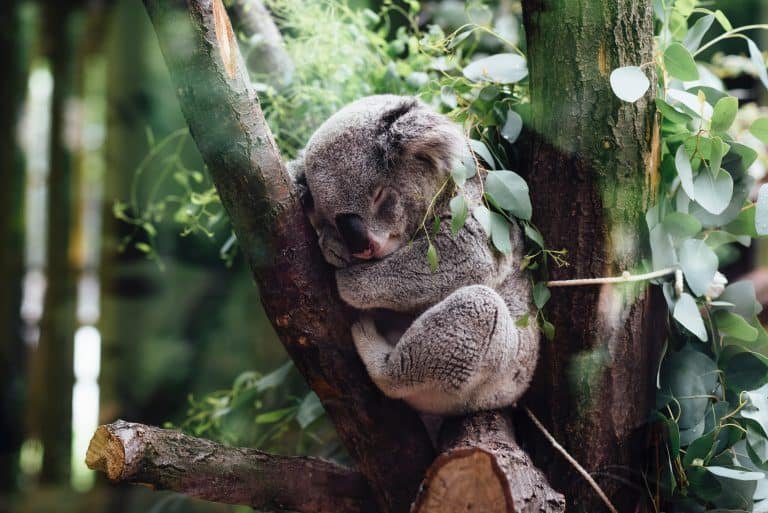 Ouwehands Dierenpark wordt eerste dierentuin in Nederland met koala’s! 