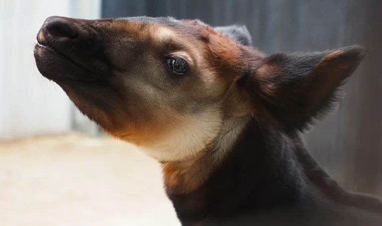 Bijzonder: bedreigde okapi geboren in Safaripark Beekse Bergen