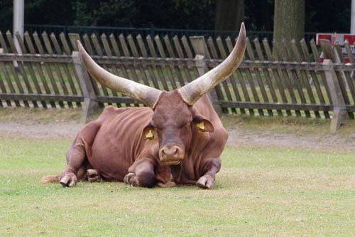 Helmonds dierenpark krijgt nieuwe Watusi’s