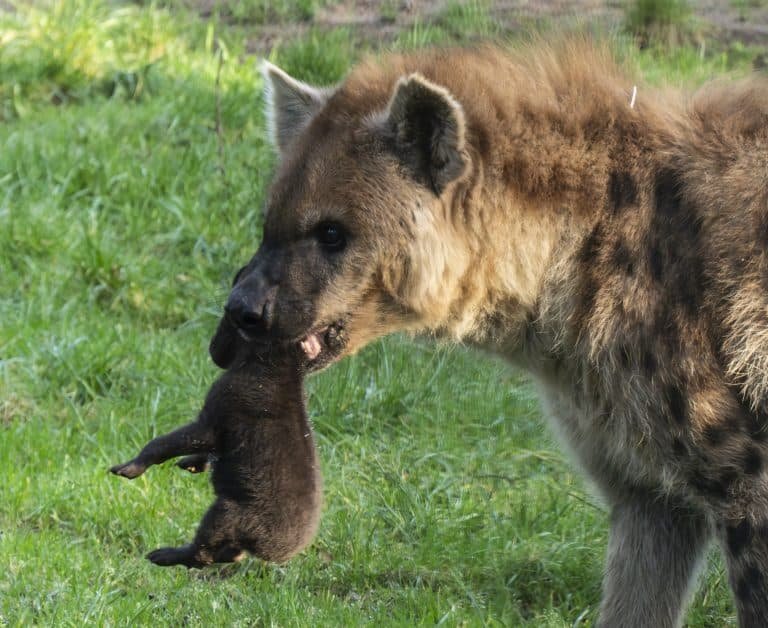 Twee gevlekte hyena’s geboren in Safaripark Beekse Bergen