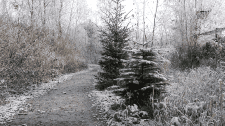 AquaZoo geeft vrijkaartjes weg voor elke ingeleverde kerstboom