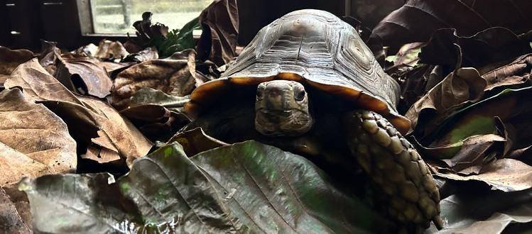 Bijzondere schildpaddensoort in WILDLANDS