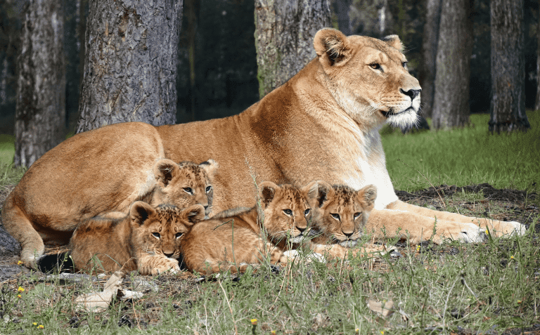 De Oranjezomer strijkt neer in Safaripark Beekse Bergen