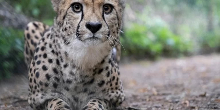 Burgers’ Zoo en Safaripark Beekse Bergen doen aan cheetaruil voor betere match