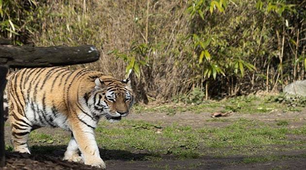 Treurig nieuws: Tijger Laila uit Dierenrijk overleden