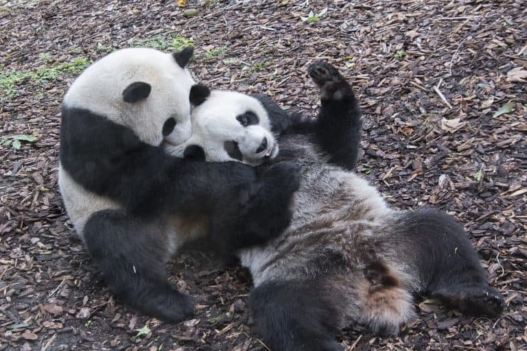 Pairi Daiza neemt afscheid van drie reuzenpanda’s