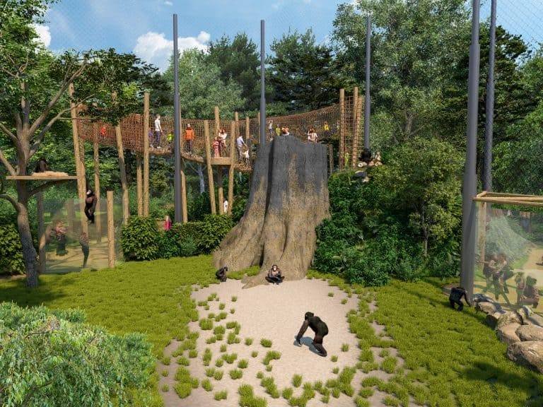 Dierenpark Amersfoort opent nieuw gebied in 2024: De Chimpanseevallei