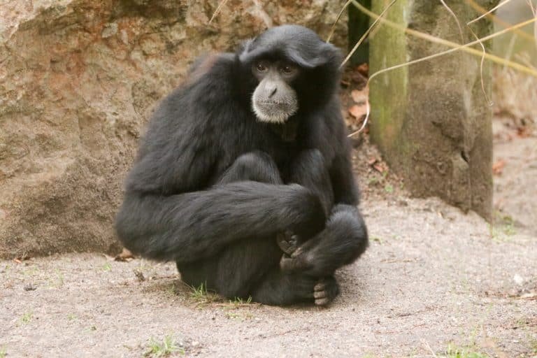 Nieuw siamang-koppel in DierenPark Amersfoort 