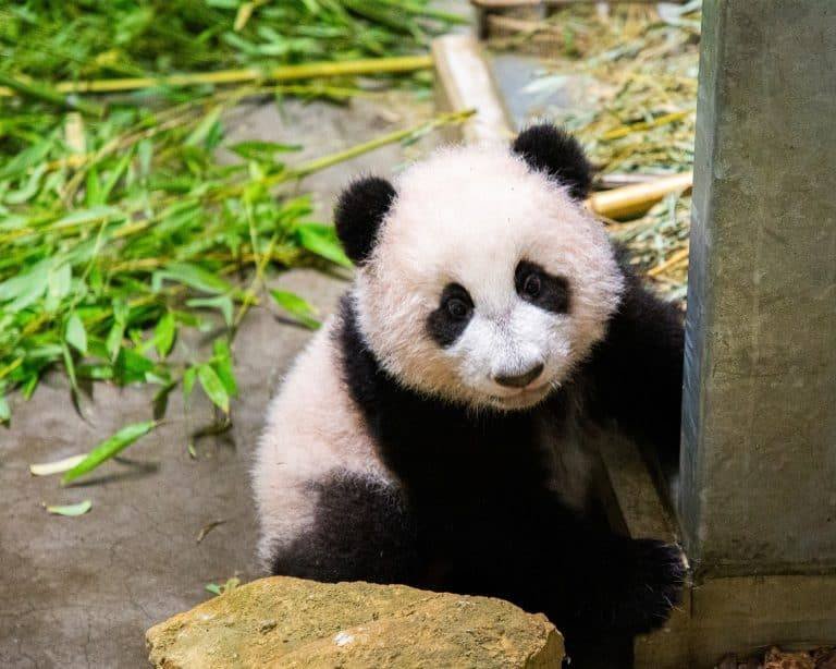 Reuzenpanda’s paren weer in Ouwehands Dierenpark