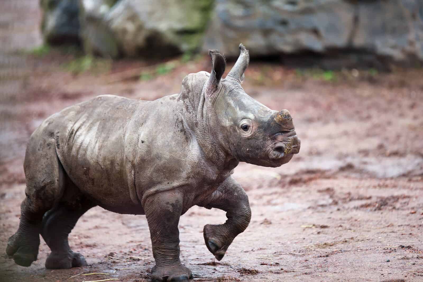 Pairi Daiza opent 10 februari de poorten met vier weken carnaval