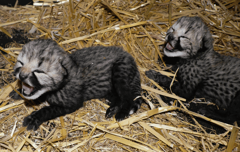 Cheetawelpjes geboren in Safaripark Beekse Bergen