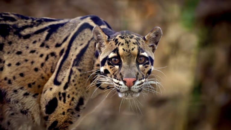 ZooParc Overloon bouwt aan verblijf voor nieuwe nevelpanters