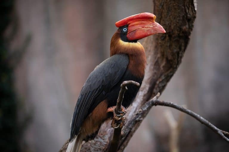 Ouwehands Dierenpark in hoger beroep om Rosse neushoornvogels