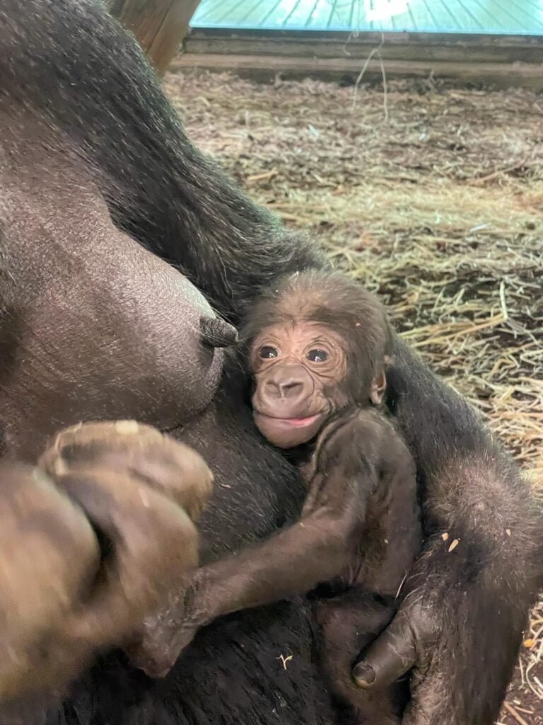 Nieuwe zilverrug zorgt voor nageslacht in GaiaZOO