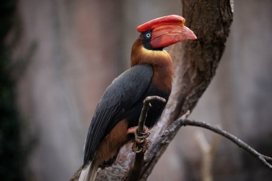 Inbeslagname neushoornvogels Ouwehands Dierenpark uitgesteld in afwachting van hoger beroep