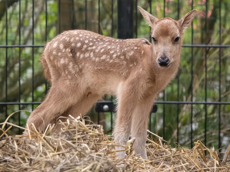 In het wild uitgestorven hertensoort geboren in AquaZoo Leeuwarden