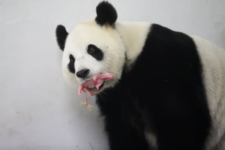 Eerste reuzenpanda geboren in België, beleeft zijn achtste en laatste verjaardag in Pairi Daiza