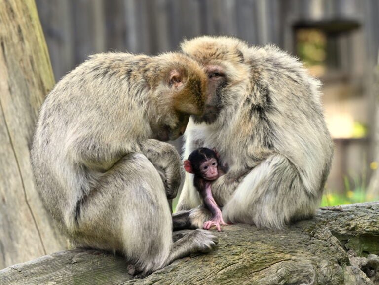 Bedreigde berberapen in GaiaZOO geboren