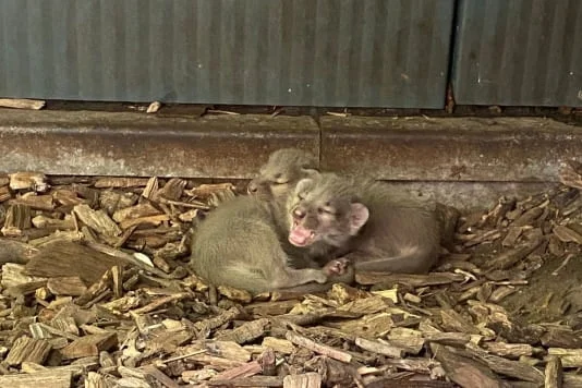 Beschuit met muisjes in ZooParc Overloon: twee fossa’s geboren