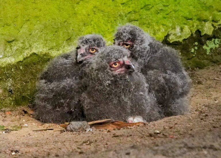 Drie sneeuwuilkuikens uit het ei gekropen in DierenPark Amersfoort