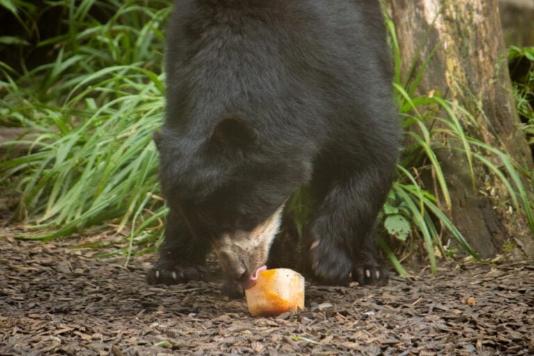 Zomerse traktatie in Dierenpark Amersfoort: dieren aan het ijs