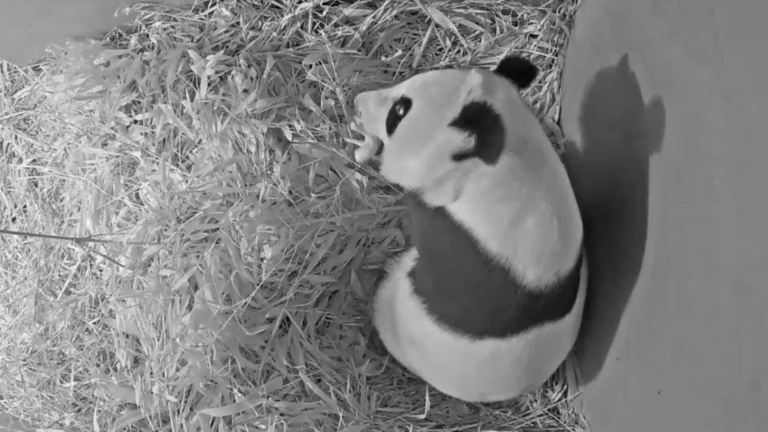 Weer een reuzenpandajong geboren in Ouwehands Dierenpark!