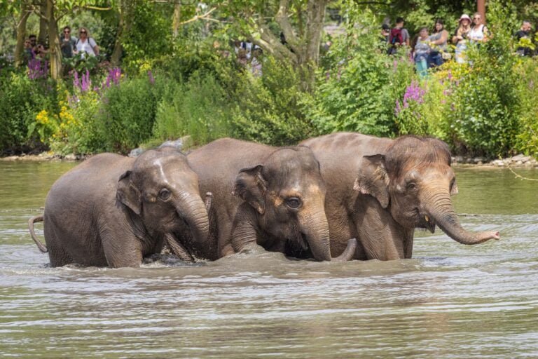 Pairi Daiza opnieuw erkend in Tripadvisor’s Travelers’ Choice Awards 2024