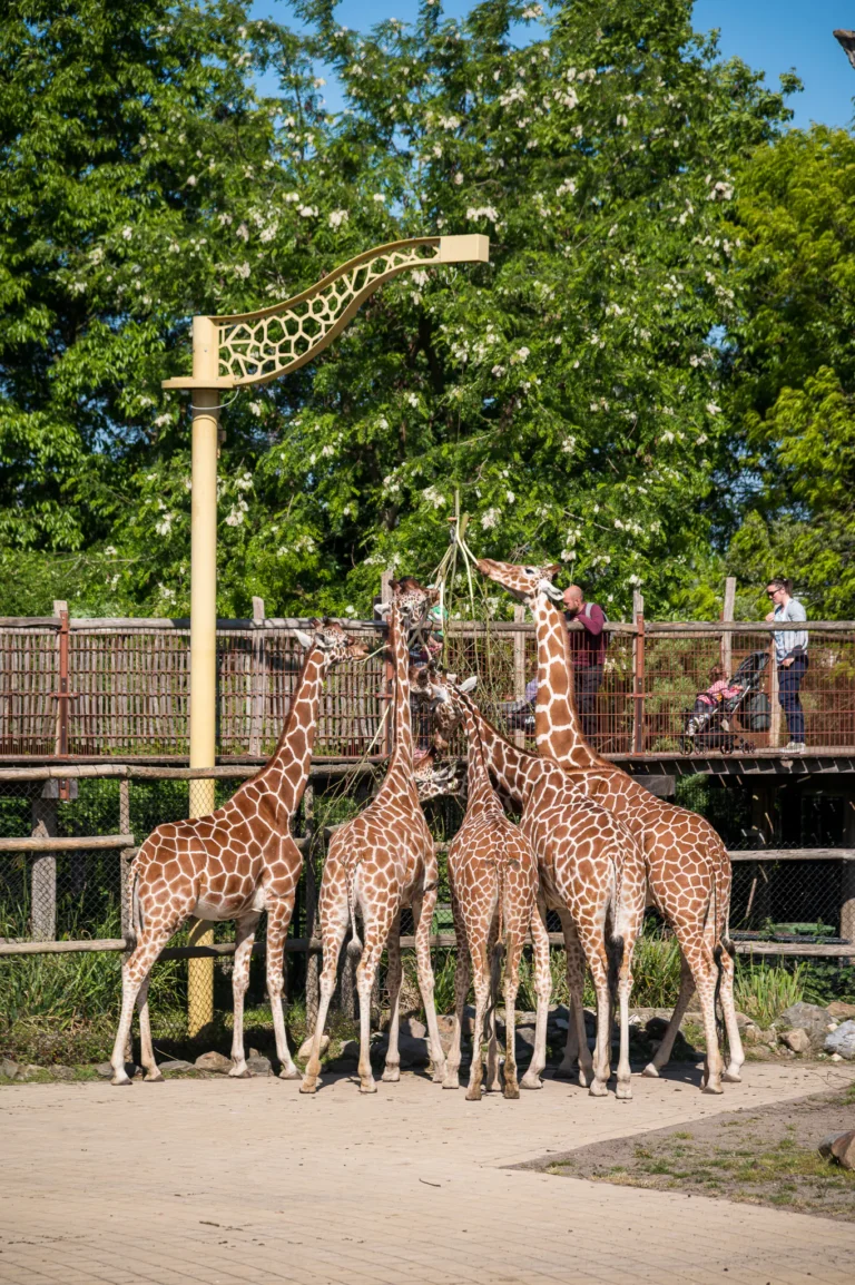 Na negen jaar is Blijdorp niet meer het best bezochte dierenpark van Nederland