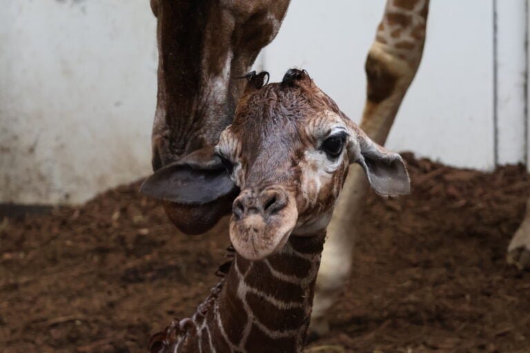 Tweede bedreigde netgiraffe komt gezond ter wereld in ARTIS