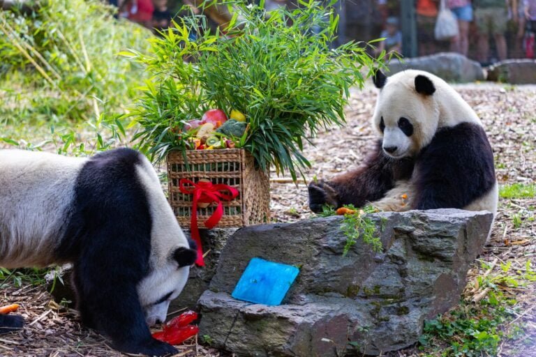 Laatste verjaardag in Pairi Daiza voor de reuzenpanda-tweeling geboren in België