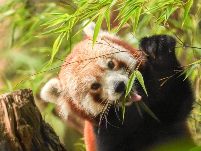 Na maanden weer een rode panda in DierenPark Amersfoort