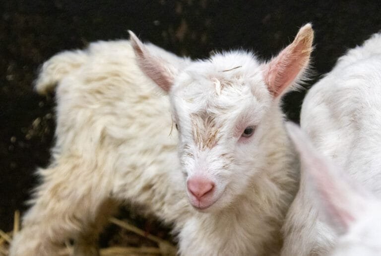 Geboortegolf: biggetjes én lammetjes geboren in DierenPark Amersfoort