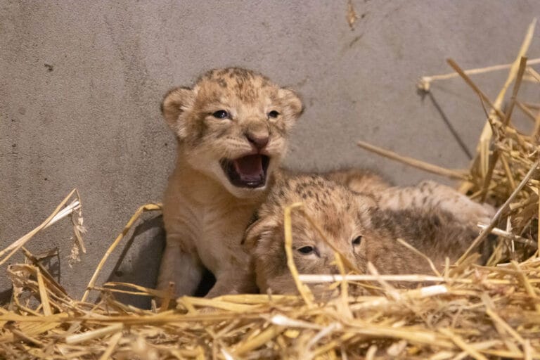 Twee leeuwenwelpen geboren in DierenPark Amersfoort