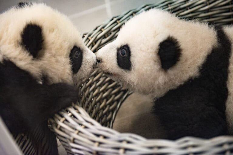 Pairi Daiza zet drie reuzenpanda’s vanaf 11 november in quarantaine