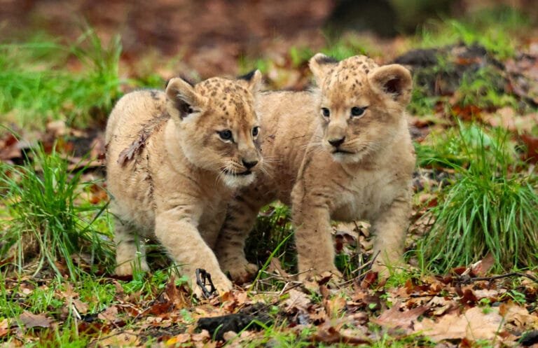 Leeuwenwelpen ontdekken voor het eerst hun buitenverblijf in DierenPark Amersfoort