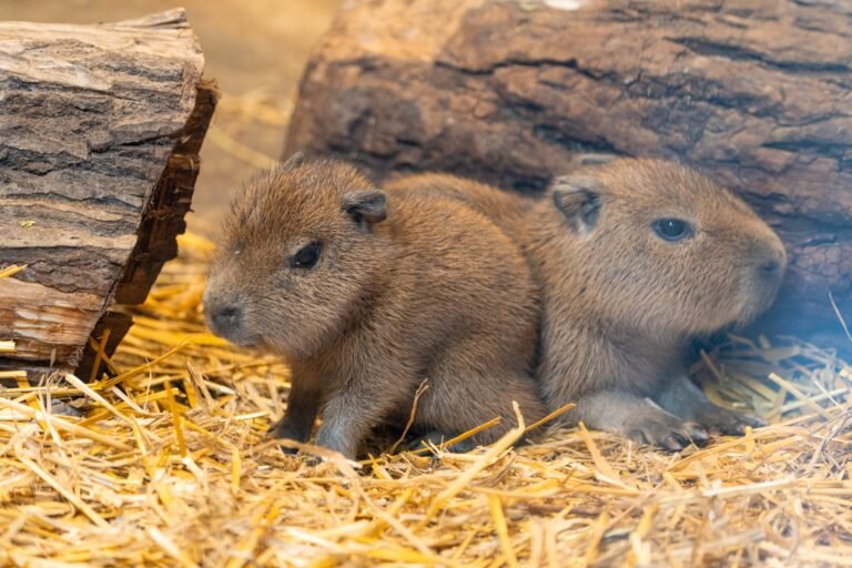 Geboortegolf in GaiaZOO met onder andere capibara’s