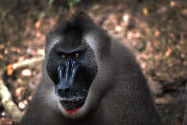 ZooParc kondigt komst unieke dieren aan, waaronder bedreigde dril