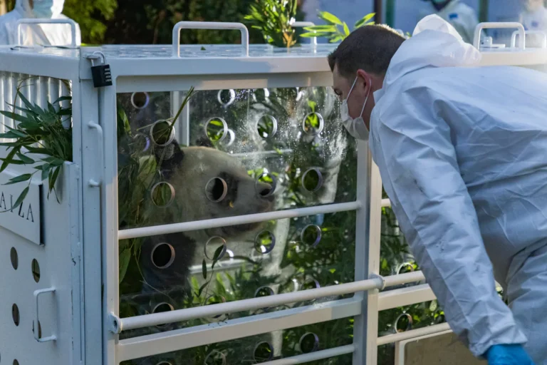 Drie van vijf panda’s uit Pairi Daiza vertrekken naar China