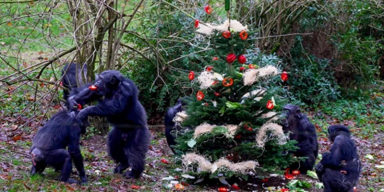 Chimpansees Burgers’ Zoo getrakteerd op kerstboom vol lekkernijen