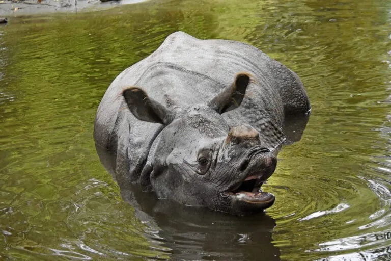 Diergaarde Blijdorp neemt afscheid van neushoorn, maar krijgt er ook een voor terug