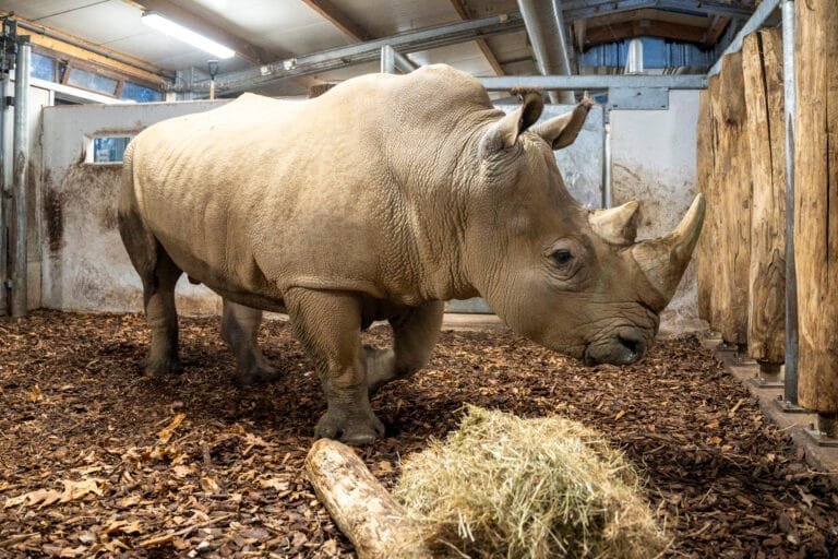 Komst neushoorn Burgers’ Zoo moet voor nieuwe impuls zorgen