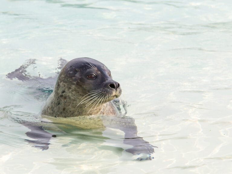 Na vijftig jaar is het over en uit voor grootste dolfinarium van Europa