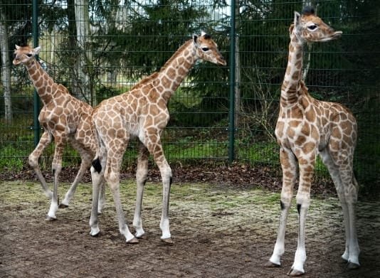 Beekse Bergen viert de geboorte van maar liefst drie Nubische giraffen