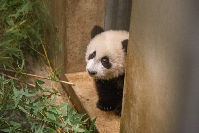 Ouwehands Dierenpark sluit succesvol jaar af