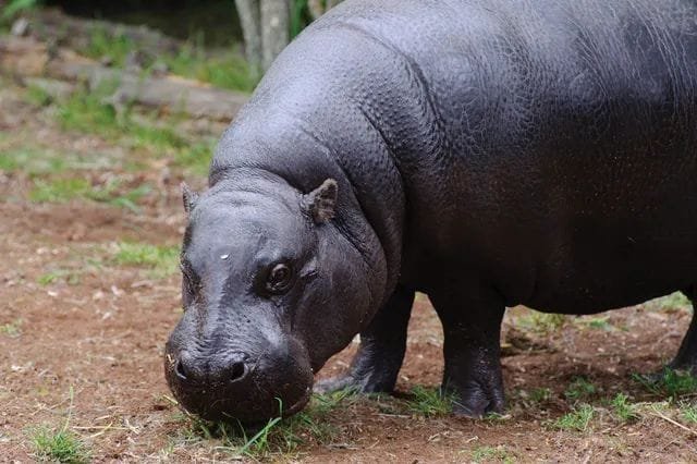 ZooParc Overloon bouwt nieuw themagebied ‘Ngyuwe’