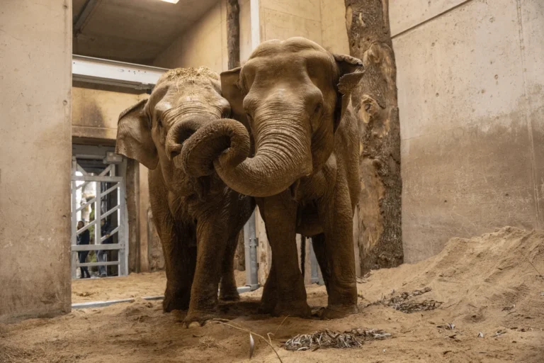 Treurig nieuws vanuit Burgers’ Zoo: olifant overleden