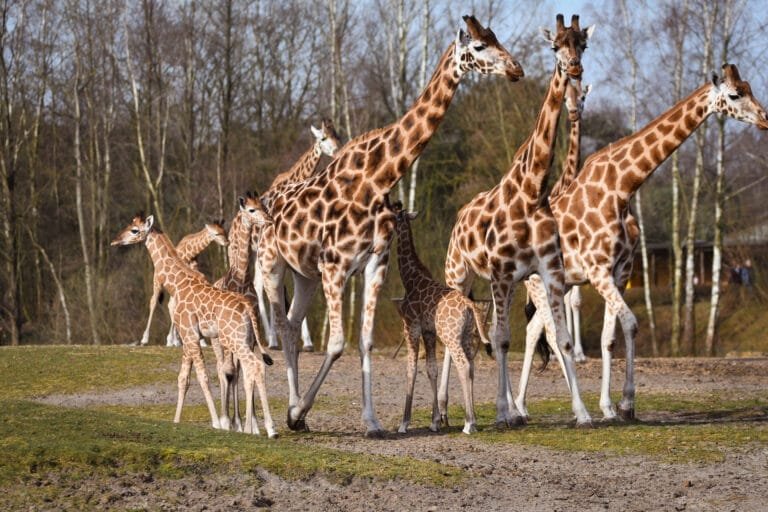 Jonge giraffen verkennen voor het eerst de vlakte in Safaripark Beekse Bergen