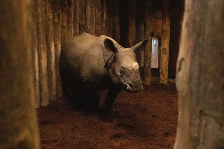 Nieuwe Indische neushoorns aangekomen in DierenPark Amersfoort