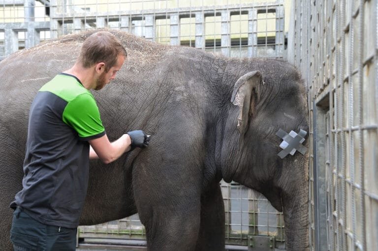 Jongste twee olifanten WILDLANDS gevaccineerd tegen herpes