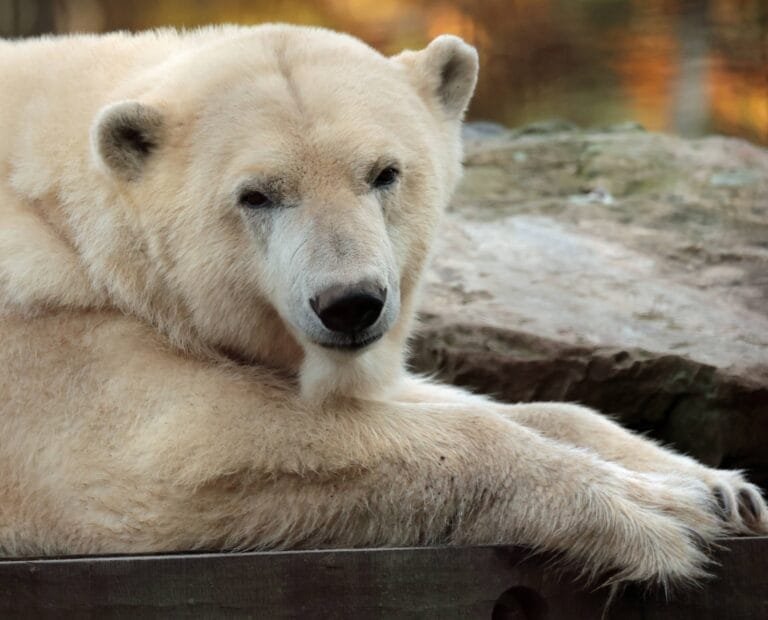 Ouwehands Dierenpark roept op om te rennen voor de ijsbeer